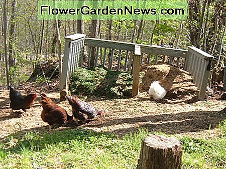 Vores kyllinger hjælper med at belægge kompostbunkerne Our chickens help to aerate the compost piles
