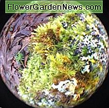 Vist her, en mossy plet i St Edwards State Park i Kenmore, Washington. Shown here, a mossy spot in St Edwards State Park in Kenmore, Washington.