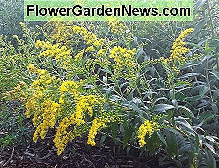 Goldenrod är alltid upprörd med en mängd olika polinatorer. Det blir en dålig rap eftersom den blommar samtidigt som ragweed, en hård alergen. Goldenrod is always abuzz with a variety of polinators. It gets a bad rap because it blooms at the same time as ragweed, a fierce alergen.