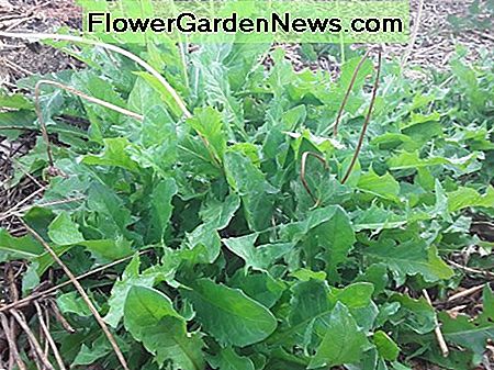 Denna maskros ser ut som en sallad redan! Blanda det med mer milda gröna grönsaker för en välsmakande sida. Citronsaft mellows bitterheten något. This dandelion looks like a salad already! Mix it with more mild greens for a tasty side. Lemon juice mellows the bitterness somewhat.