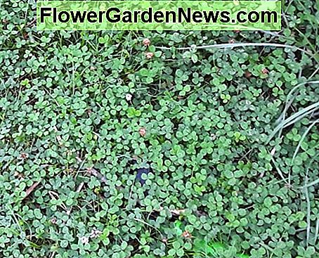 Vitklöver gör en härlig, mjuk, ätbar, torktolerant, skuggtolerant, kvävefixande gräsmatta alternativ. White clover makes a lovely, soft, edible, drought-tolerant, shade-tolerant, nitrogen-fixing lawn alternative.