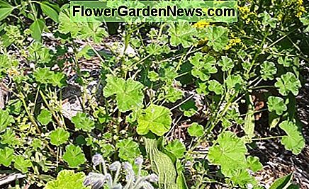 Du kommer förmodligen att hitta enstaka mallow leaf i kommersiellt förberedda salladsblandningar. Yum! You will probably find the occasional mallow leaf in commercially prepared salad mixes. Yum!