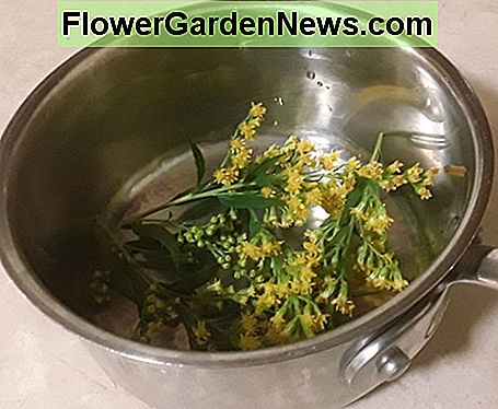 Goldenrodte är mycket lugnande för hosta. Goldenrod tea is very soothing for a cough.