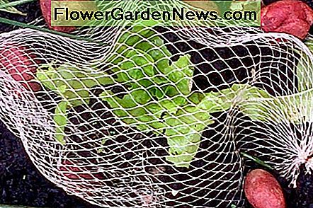 Veggie-Netzbeutel bekommen ein neues Leben, um sich gegen Schneckenschäden zu schützen Veggie net bags get a new lease on life to protect against snail damage