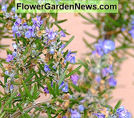 Rosmarin ist ideal für die natürliche Schädlingsbekämpfung - Pflanze um deinen Gemüsegarten herum oder streue die Blätter um Pflanzen, die von Insekten befallen werden. Rosemary is great for natural pest control - Plant around your veggie garden or scatter the leaves around plants that insects are attacking.