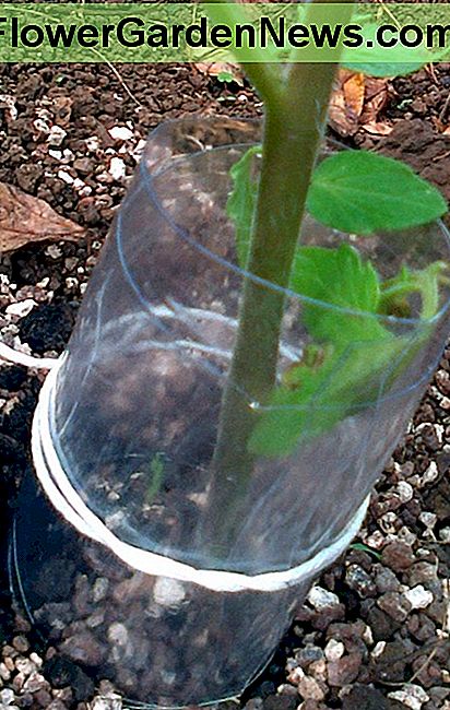 Schneiden Sie die Plastikmanschetten in Längsrichtung. Sie werden sich sehr schön einritzen. Um den Boden der Pflanze legen und zwischen der Pflanze und der Manschette viel Platz lassen. Mit der Schnur locker zusammenbinden. Etwas in den Boden drücken. Erledigt Cut the plastic cuffs created lengthwise. They will curl quite nicely into place. Place around the base of the plant, leaving a fair amoutn of space between the plant and the cuff. Tie into place loosely with string. Push into ground a little. Done
