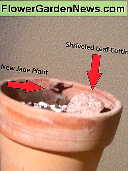 Une petite plante de jade, de moins d'un pouce de haut, émergeant d'une coupe de feuille A tiny jade plant, less than an inch tall, emerging from a leaf cutting