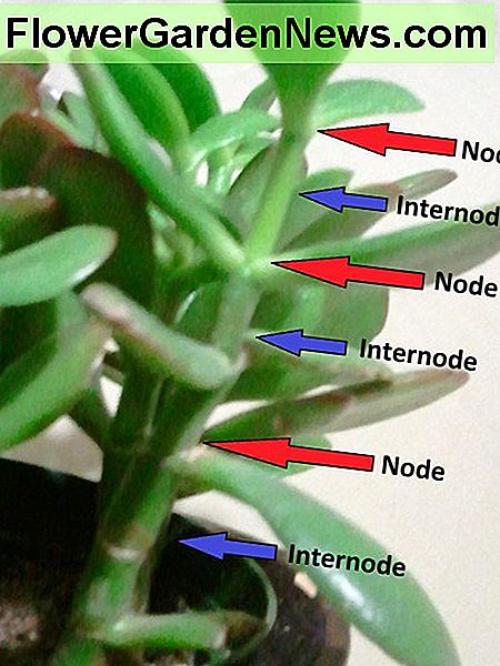 Nœuds et entre-nœuds sur une tige de jade Nodes and internodes on a jade stem