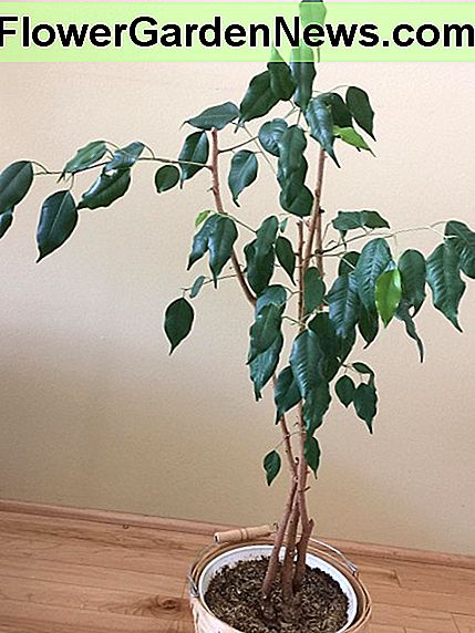 Vooraanzicht van ficus Benji die tegen een muur is geplaatst. Front view of ficus Benji that has been placed against a wall.
