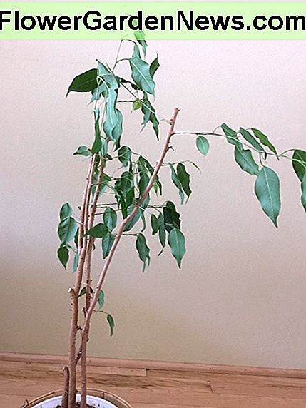 Zijaanzicht van ficus Benji die tegen een muur is geplaatst: zie hoe één zijde reikt naar het licht. Snoeien van de uitstekende stengels kan helpen het uiterlijk van deze plant in evenwicht te brengen. Side view of ficus Benji that has been placed against a wall: see how one side reaches toward the light. Pruning the protruding stems could help balance out the appearance of this plant.