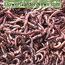 Red-Wiggler-Worms Red-Wiggler-Worms