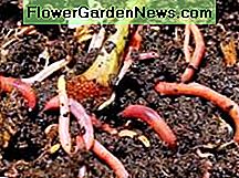 Rode wormencompostering Red Worms Composting
