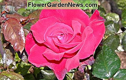 ไฮบริดชาโรสคือกุหลาบที่นิยมมากที่สุดแห่งหนึ่งของโลก Hybrid Tea Rose are some of the most popular roses across the world.