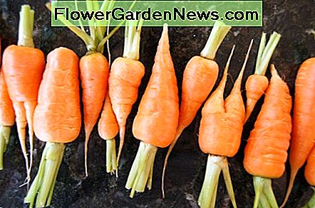 Biologisch angebaute Karotten brauchen immer noch Hilfe bei der Abwehr von Schädlingen! Zum Glück gibt es einige umweltfreundlichere Methoden als kommerzielle Pestizide. Organically grown carrots still need help in warding away pests! Luckily there are some more environmentally friendly methods than commercial pesticides.
