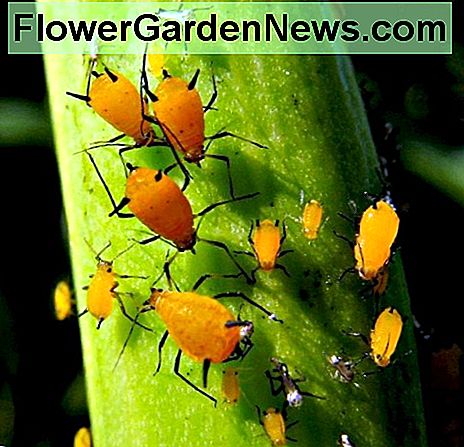 Blattläuse können wirklich in einem organischen Garten in die Stadt gehen, aber Ihr Gemüse muss nicht vollständig wehrlos sein. Aphids can really go to town on an organic garden, but your veggies don't have to be completely defenseless.