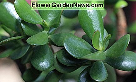 Jade plant Jade plant