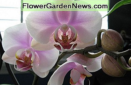 Mot orchidee Moth orchid