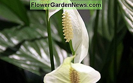 Vredelelie Peace lily