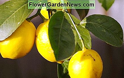 Bonsai citroenboom Bonsai lemon tree