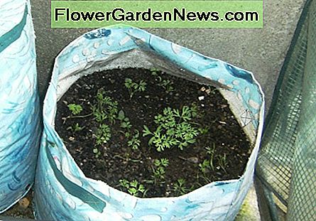 Wie man Karotten wachsen lässt How To Grow Carrots