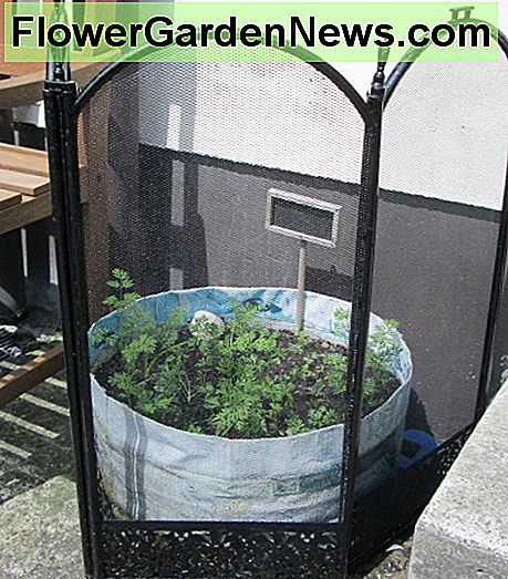 Karotten-Setzlinge Carrot Seedlings
