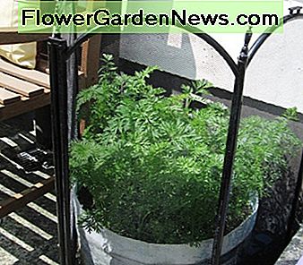 Gesunde Karottenpflanzen Healthy Carrot Plants