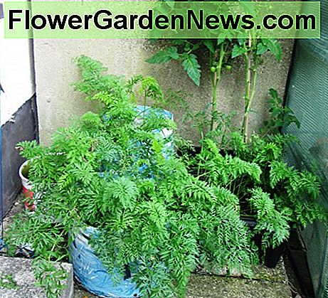 Karotten in Containern wachsen Carrots Growing in Containers