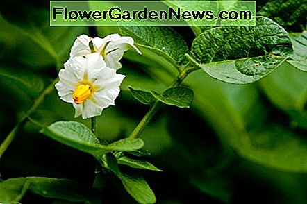Aardappel bloem. Potato flower.