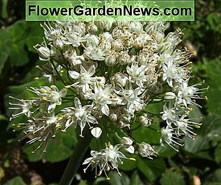 Bloeiende knoflook. Flowering garlic.