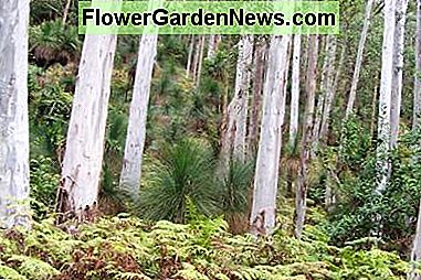 BlÄ Gum Trees frÄn Australien har gÄtt vilda i Kalifornien! Blue Gum Trees from Australia have gone wild in California!