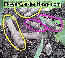 Een tijdelijke oplossing voor overvolle irissen. A temporary fix for crowded irises.