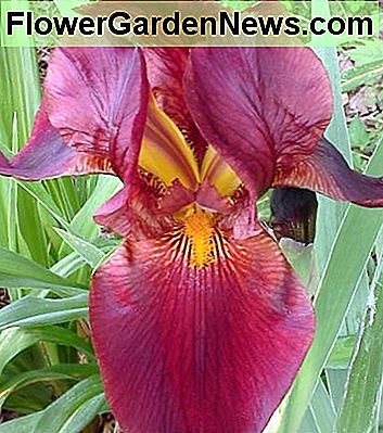 Kastanjebruine baardiris. Maroon bearded iris.