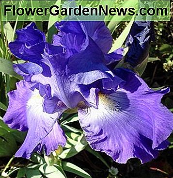 Deze baardiris heet Feedback. This bearded iris is called Feedback.