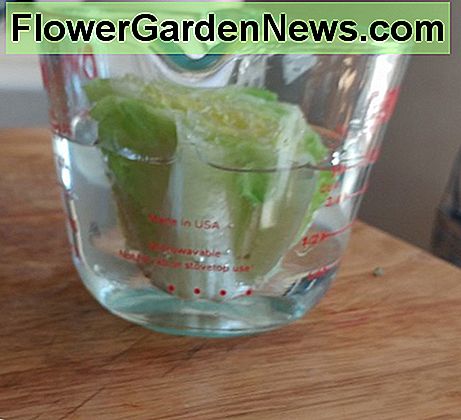 Senken Sie den Boden von Kopfsalat über Nacht, um zu hydratisieren. Nicht untertauchen, nur der Boden muss einweichen. Soak the bottom of lettuce overnight to hydrate. Do not submerge, only the very bottom needs to soak.