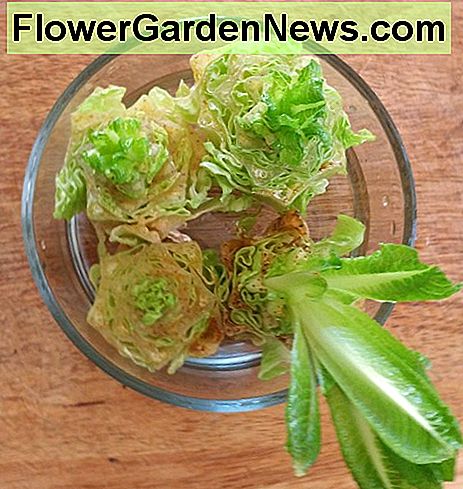 Jeder Boden hat gekeimt, und jeder wird ein neuer Stiel von Romaine Lettuce werden. Each bottom has sprouted, and each one will become a new stalk of Romaine Lettuce.