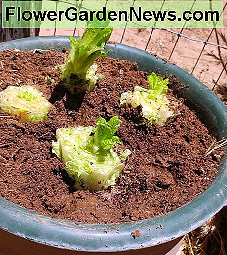 Für dieses Bild habe ich den Topf an einem sonnigen Platz platziert, aber Salat ist am besten im Schatten gepflanzt. For this picture, I placed the pot in a sunny spot, but lettuce does best planted in the shade.