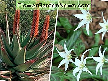Tucson und Seattle (beide Zone 8) illustrieren einen der Nachteile von Härtezonen. Arizonas Cape Aloe (links) würde Seattles Regen hassen, während Washingtons Forellenlilie (rechts) Tucsons Hitze und Trockenheit nicht überleben würde. Tucson and Seattle (both Zone 8) illustrate one of the drawbacks of hardiness zones. Arizona's cape aloe (left) would hate Seattle's rain while Washington's trout lily (right) would not survive Tucson's heat and dryness.
