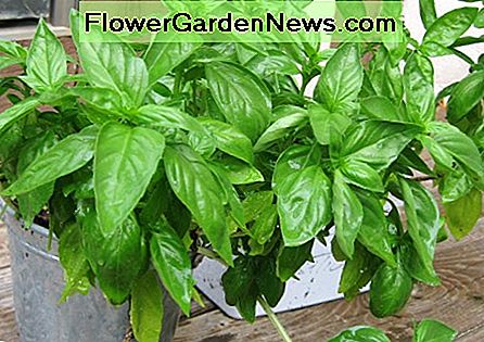 Kräuter schmecken auch in Töpfen sehr gut, solange sie genug Licht und Wasser haben, wie dieses Basilikum. Herbs do very well also in pots, as long as they have enough light and water, like this basil.