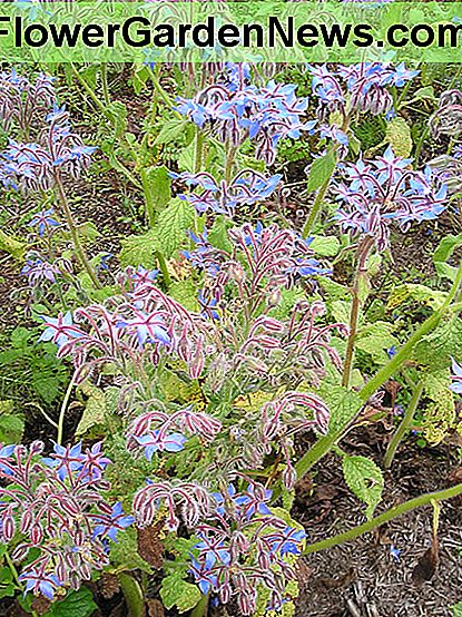 Borretsch (Borago officinalis) Borage (Borago officinalis)