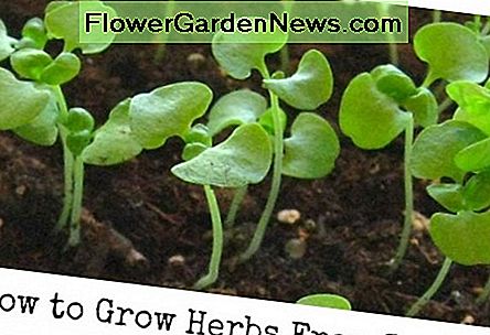 Wie man einen Kraut-Garten vom Samen - Basil-Sämlinge beginnt. How to Start an Herb Garden From Seed - Basil seedlings.