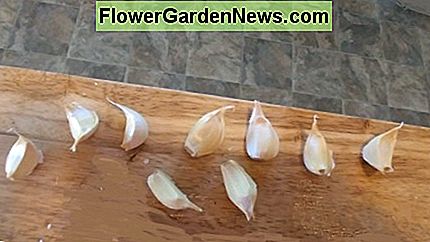 Scheid elke teen knoflook, laat een laagje schil over. De grootste kruidnagels groeien het grootst. Separate each clove of garlic, leaving a layer of skin on them. The largest cloves will grow the biggest.