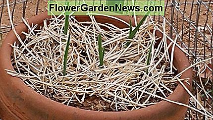 Elke teentje knoflook wordt een volledige bol. Each clove of garlic becomes a full sized bulb.