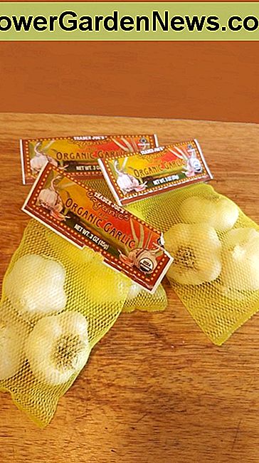 Koop knoflook bij uw plaatselijke supermarkt. Een groot aantal is niet nodig. Knoflook kan worden geplant in een klein stukje tuin. Buy garlic at your local grocery store. A large amount is not needed. Garlic may be planted in a small patch of a garden.