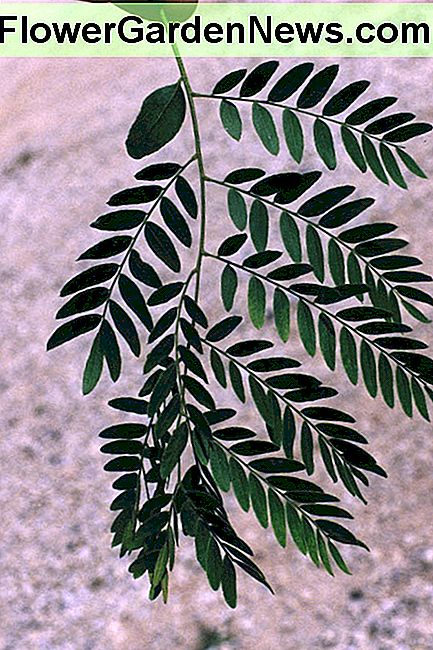 SmÄ, icke-skrÀmmande löv av Thornless Honeylocust Tree Small, non-littering leaves of the Thornless Honeylocust Tree