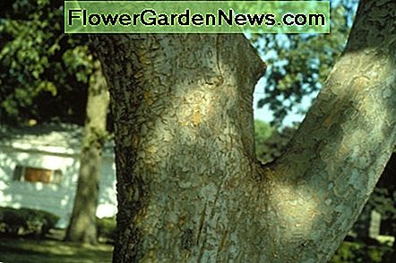 Lacy mönster uppenbart i den kinesiska Elm Lacy pattern evident in the Chinese Elm