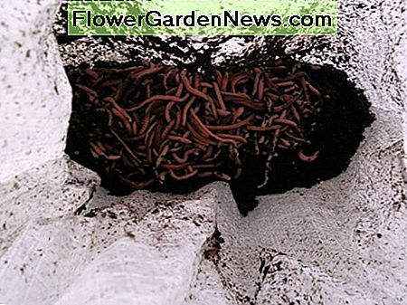 Kompostierwürmer in einer Tasche composting worms in a bag