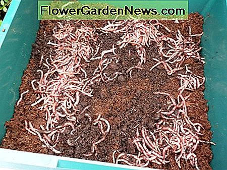 Kompostierwürmer werden dem ersten Fach hinzugefügt composting worms are added to the first tray