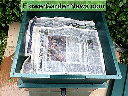 Fügen Sie Schichten von feuchten Zeitungen oben auf dem Tablett hinzu add layers of damp newspapers to the top of the tray