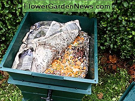 Reste werden hinzugefügt, um die Würmer zu füttern scraps are added to feed the worms