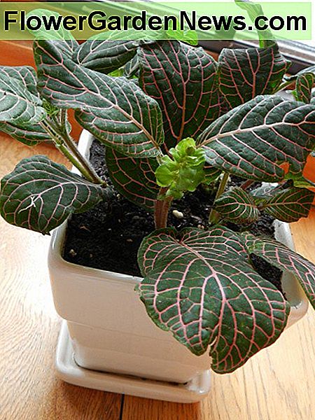 Roze ader Fittonia met lichtgroene bloem. Verwijder bloem om het gebladerte te verbeteren. Pink Vein Fittonia with light green flower. Remove flower to enhance foliage.